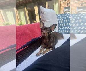 Chipin Dogs for adoption in San Francisco, CA, USA