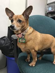Chihuahua Dogs for adoption in Williston, VT, USA