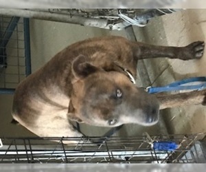 Black and Tan Coonhound-Labrador Retriever Mix Dogs for adoption in westminster, CO, USA