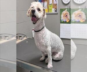 Mutt Dogs for adoption in Las Vegas, NV, USA
