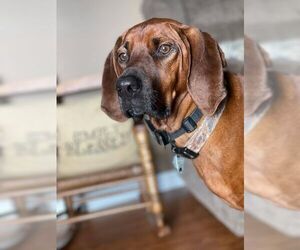 Redbone Coonhound Dogs for adoption in Westminster, MD, USA
