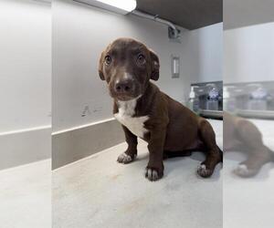 American Pit Bull Terrier Dogs for adoption in Baytown, TX, USA