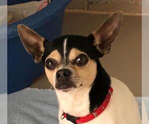 Minnie Jack Dogs for adoption in Fredericksburg, VA, USA