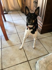 Rat Terrier Dogs for adoption in bloomington, IL, USA