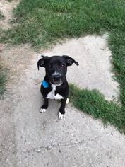 Labrador Retriever Dogs for adoption in Flora, IL, USA