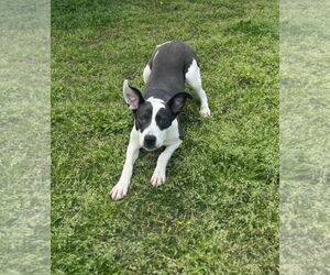 Rat Terrier-Unknown Mix Dogs for adoption in Grovetown, GA, USA