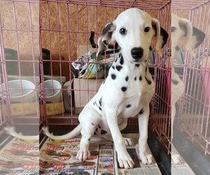 Dalmatian Dogs for adoption in Mountain View, MO, USA