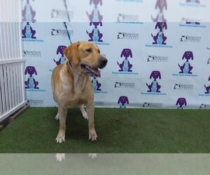 Labrador Retriever Dogs for adoption in Orlando, FL, USA