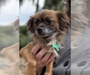 Chihuahua-Unknown Mix Dogs for adoption in Bellevue, WA, USA