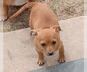 Chihuahua-Unknown Mix Dogs for adoption in San Antonio, TX, USA