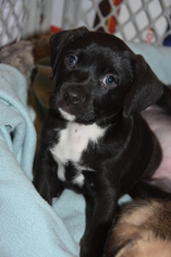 Medium Photo #1 Labrador Retriever Puppy For Sale in The Woodlands, TX, USA