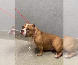 American Bulldog-Unknown Mix Dogs for adoption in Las Vegas, NV, USA