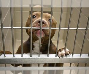 American Pit Bull Terrier Dogs for adoption in Decatur, IL, USA