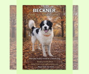 Great Pyrenees Dogs for adoption in Thomasville, NC, USA