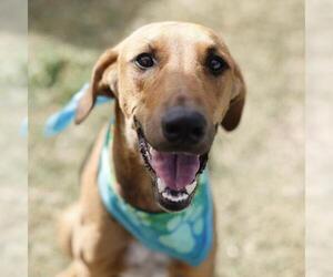 Labrador Retriever-Redbone Coonhound Mix Dogs for adoption in San Antonio, TX, USA