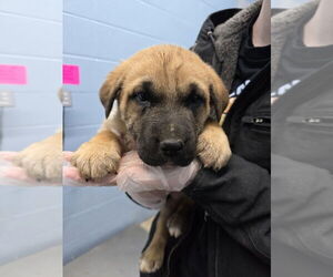 Mutt Dogs for adoption in Evansville, IN, USA