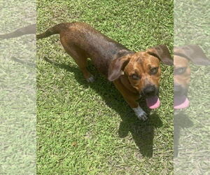 French Bulldog-Pembroke Welsh Corgi Mix Dogs for adoption in Sanford, FL, USA