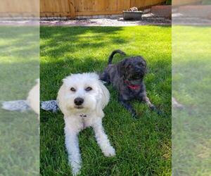 Maltipoo Dogs for adoption in Littleton, CO, USA