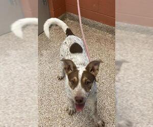 Mutt Dogs for adoption in Pueblo, CO, USA