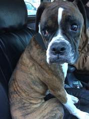 Boxer Dogs for adoption in Blairsville, GA, USA