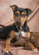 Small Mountain Cur-Rat Terrier Mix
