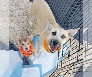 Dachshund Dogs for adoption in San Bernardino , CA, USA