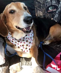 Basset Hound-Unknown Mix Dogs for adoption in Cologne, NJ, USA