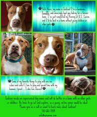 American Pit Bull Terrier Dogs for adoption in Buford, GA, USA