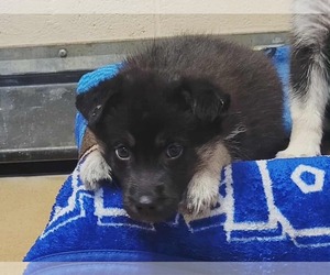 German Shepherd Dog Dogs for adoption in Martinez, CA, USA