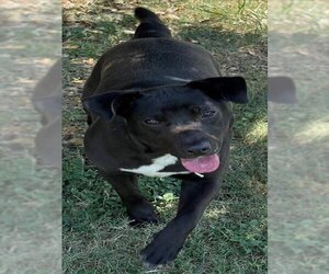 Labrador Retriever-Unknown Mix Dogs for adoption in Texas City, TX, USA