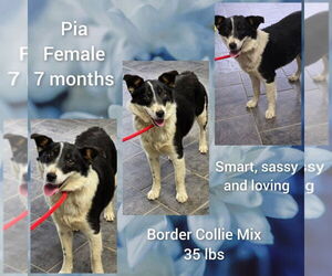 Border Collie-Unknown Mix Dogs for adoption in Aurora, IN, USA