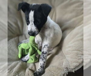 Mutt Dogs for adoption in Claremore, OK, USA