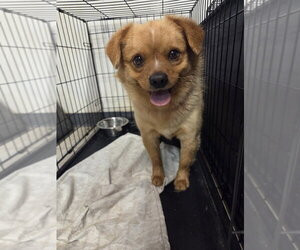 Mutt Dogs for adoption in Evansville, IN, USA