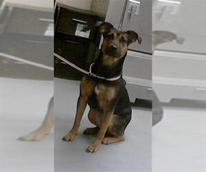 German Shepherd Dog-Unknown Mix Dogs for adoption in Fayetteville, NC, USA