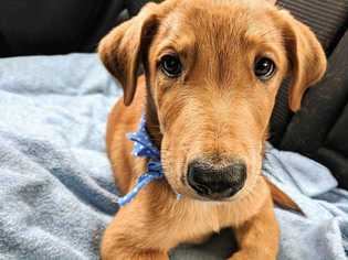 Sheprador Dogs for adoption in Boonville, MO, USA