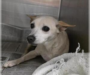 Chihuahua-Unknown Mix Dogs for adoption in San Antonio, TX, USA