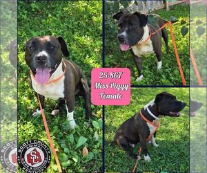 American Pit Bull Terrier-Unknown Mix Dogs for adoption in Georgetown, KY, USA