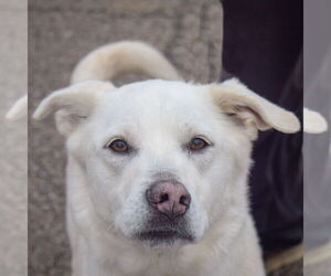Great Pyrenees-Unknown Mix Dogs for adoption in Huntley, IL, USA