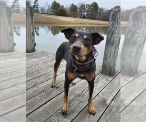 Mutt Dogs for adoption in Boston, MA, USA