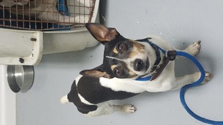 Jack-Rat Terrier Dogs for adoption in Troy, IL, USA