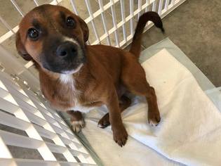 Black Mouth Cur-Unknown Mix Dogs for adoption in Katy, TX, USA
