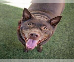 Labrador Retriever-Unknown Mix Dogs for adoption in Las Vegas, NV, USA