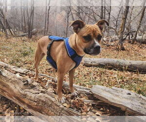 Boxerhuahua Dogs for adoption in Salt Lake City, UT, USA