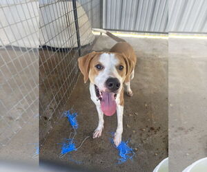 Harrier-Treeing Walker Coonhound Mix Dogs for adoption in Waldron, AR, USA