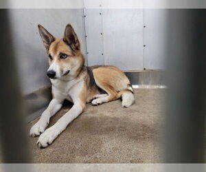 German Shepherd Dog-Siberian Husky Mix Dogs for adoption in San Bernardino, CA, USA