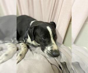 Borador Dogs for adoption in Modesto, CA, USA