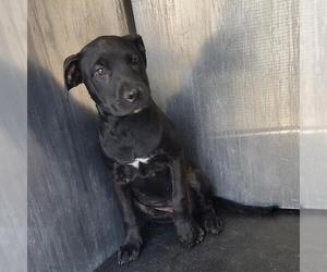 Labrador Retriever-Unknown Mix Dogs for adoption in San Antonio, TX, USA