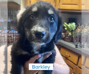 Australian Shepherd-Unknown Mix Dogs for adoption in Pottstown, PA, USA