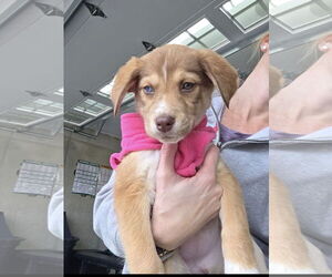 Mutt Dogs for adoption in Ball Ground, GA, USA