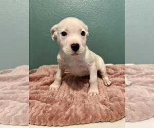 Bulloxer Dogs for adoption in San Antonio, TX, USA